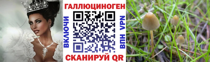 Галлюциногенные грибы прущие грибы  Купить  Чаплыгин 